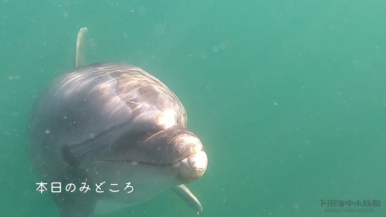 イルカと一緒に泳いでみた(トレーナーver.)