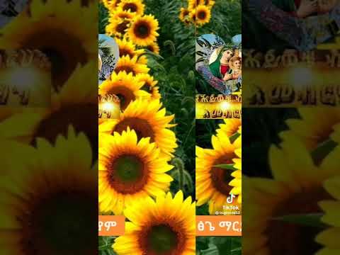 እንቀበለዉ በምስጋና ዝማሬ አዲስ አመት ነዉ ዛሬ ዝማሬመላይክትን ያሰማልን Seifu On Ebs