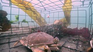 GoPro in crab trap 1.3  Things Heat Up! Secrets of Crabbing