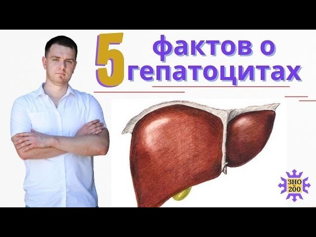 Гепатоциты I 5 интересных фактов о клетках печени