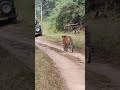 Kahna Tiger Sighting Kahna Tiger Sighting