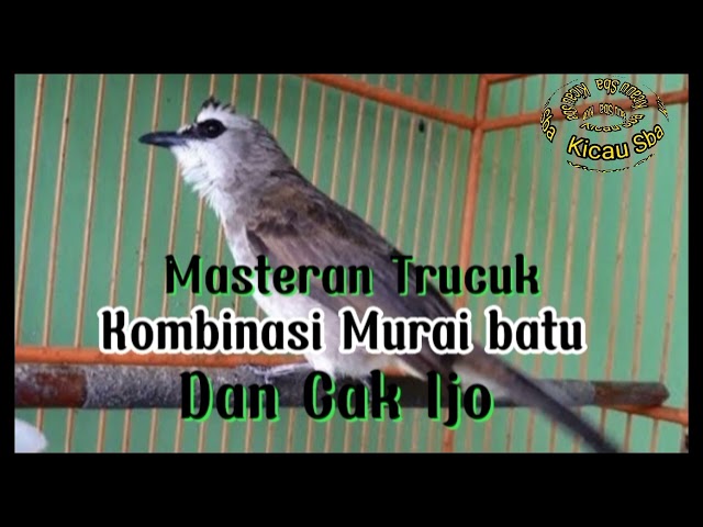 Masteran Trucuk kombinasi murai Dan cucak ijo. class=