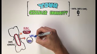 Anti-Viral Immunity & How To Naturally Boost Yours (A Tutorial from Oster Oncology)