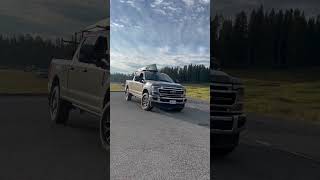 Wild Bison Races Alongside Cars to Rejoin Its Herd