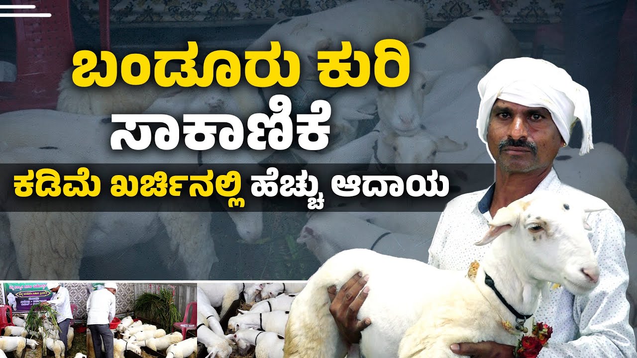 Banduru sheep | ಬಂಡೂರು ಕುರಿ ಆಯ್ಕೆ ಮಾಡುವುದು ಹೇಗೆ?| | Banduru sheep breeding |  Udayavani