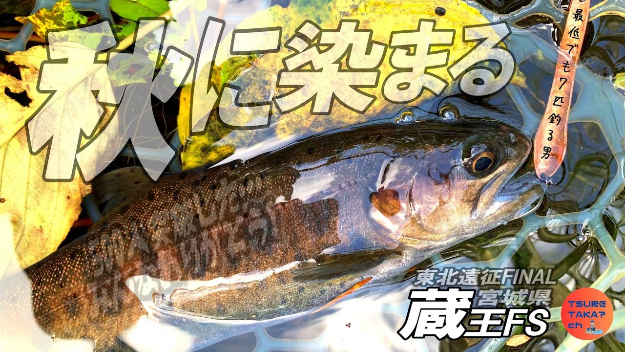【蔵王フォレストスプリングス】6つの池に挑む、最低でも7匹釣る男【エリアトラウト】【東北遠征FINAL】
