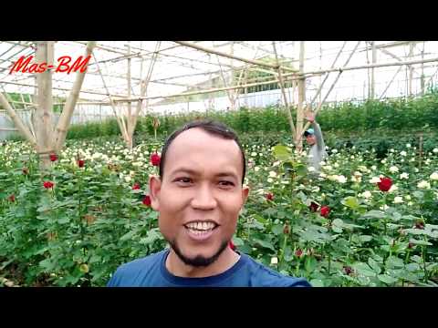 Video: Cara Membuat Taman Mawar