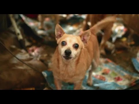 Video: Pet Scoop: Puppy Kisses Brandweerlieden die haar hebben gered, lamantijn gered uit Cape Cod