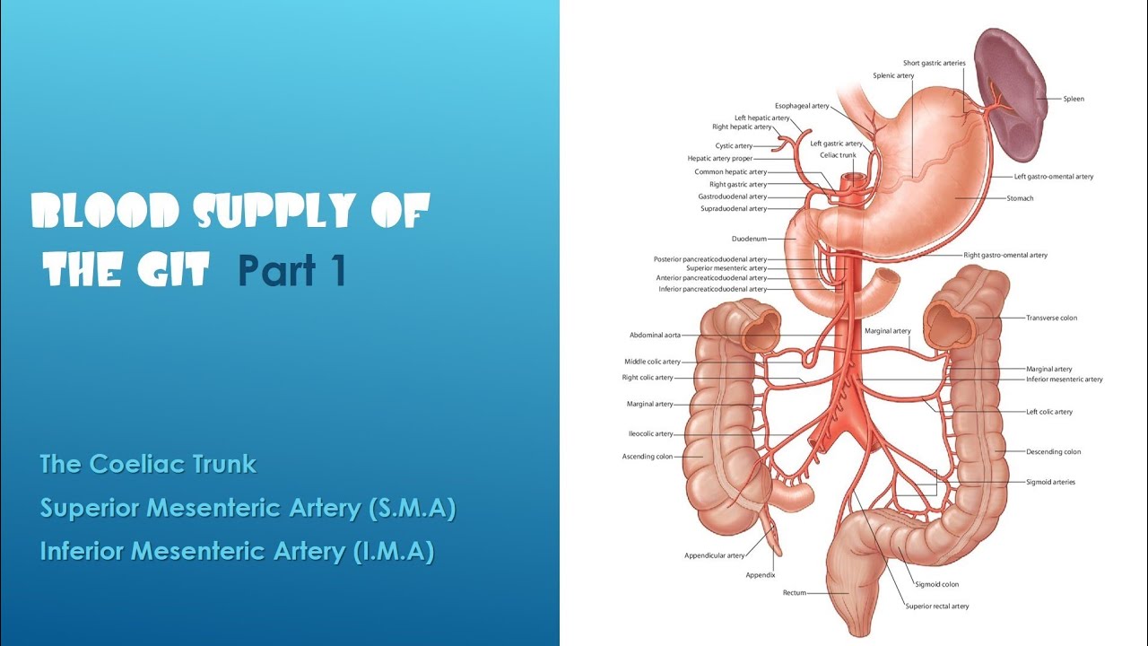 Blood supply of the Gastrointestinal tract ( part 1 coeliac trunk