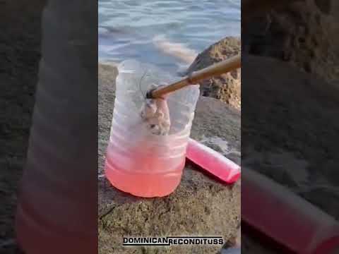 Video: ¿Dónde está el mejor lugar para pescar cangrejos?