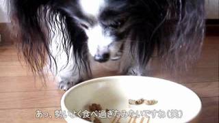 無添加ドッグフード安心