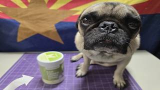 How much this dog loves getting his ears wiped off with these finger wipes screenshot 5