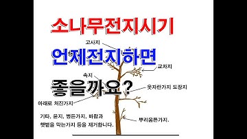 소나무전지 교육 아홉 번째시간 소나무전지시기 언제 전지하는게 좋은가에 대하여 알아보는 시간입니다