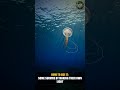 The Deep Sea Fish With Its Own Light #shorts #Animals #Wildlife