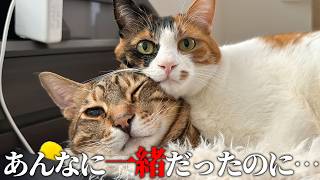 不仲疑惑のある2人の猫をなんとかして仲直りさせます。