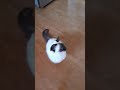 Chloe The Balinese Cat Won't Stop Talking! の動画、YouTube動画。