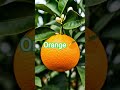 Orange Plant Growth 🍊 | Day 1 to Day 30 #orange🍊