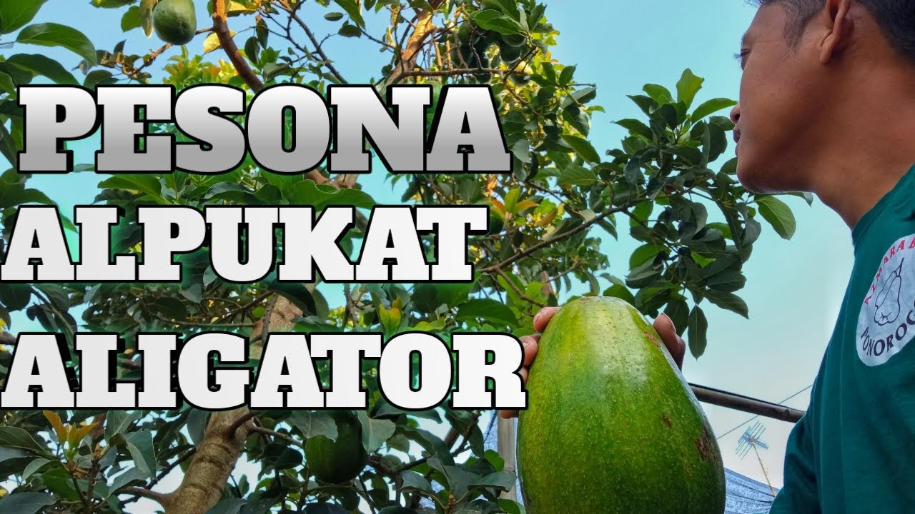 Alpukat Aligator super jumbo???