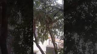 Roti Khata Hua Monkey Han Han