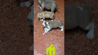 Eating good #757exotics #exotic #bullies #raw #puppy