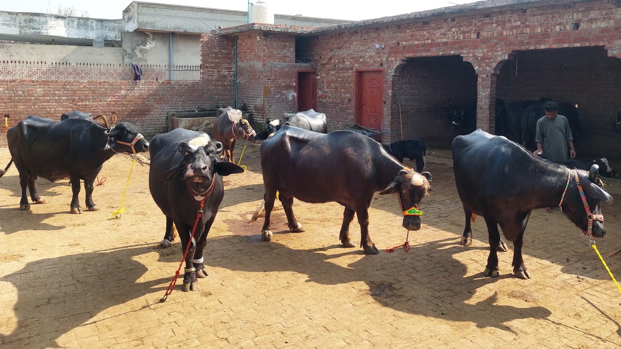 وقاص عرف کالا 11 بھینسیں 3 وچھیاں برائے فروخت 28 اکتوبر 2025 karnana channel