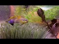 Pelvicachromis Taeniatus Display Behavior
