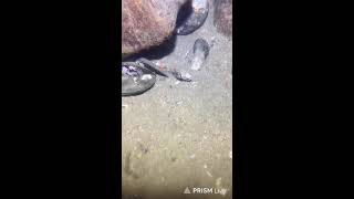 🔱 Spearfishing Live! Giant Fish Catching Underwater 🌊 2026-06-01