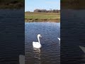 Белый лебедь на пруду... #пермскийкрай #лебеди