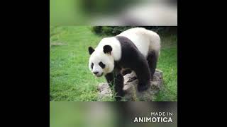 Download Lagu How China owns every Panda in the World MP3