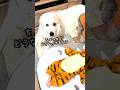 狂犬と赤ちゃんに明らかに嫉妬する超大型犬の訳とは?
