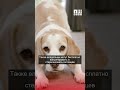 В Кара-Балте начали чипировать домашних и бродячих животных