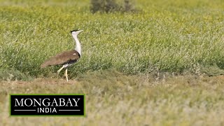 The great Indian bustard has a new ally: its human neighbours ...