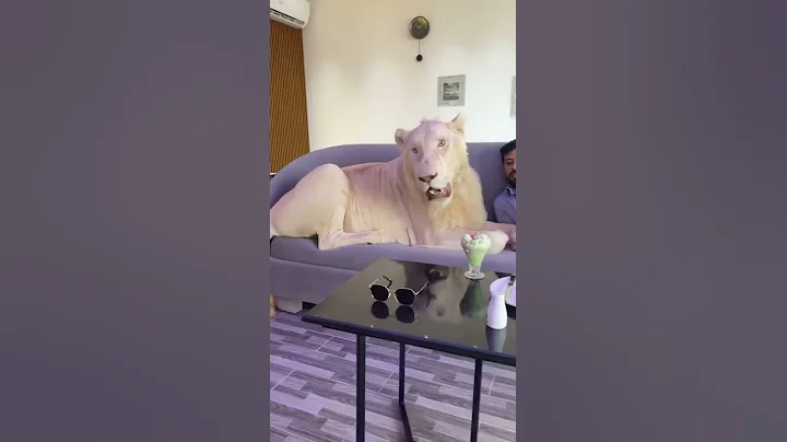 Lion🦁as 🐰pet at 🏘home in 🏰Dubai