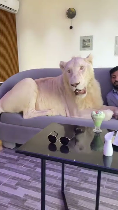 Lion🦁as 🐰pet at 🏘home in 🏰Dubai