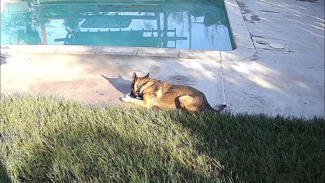 Stray Dog in my Yard YouTube