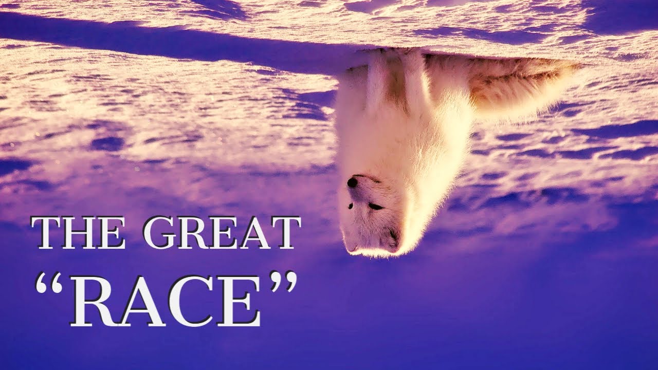 The Great Arctic Race: Why are all nations fighting for the last Arctic Ocean
