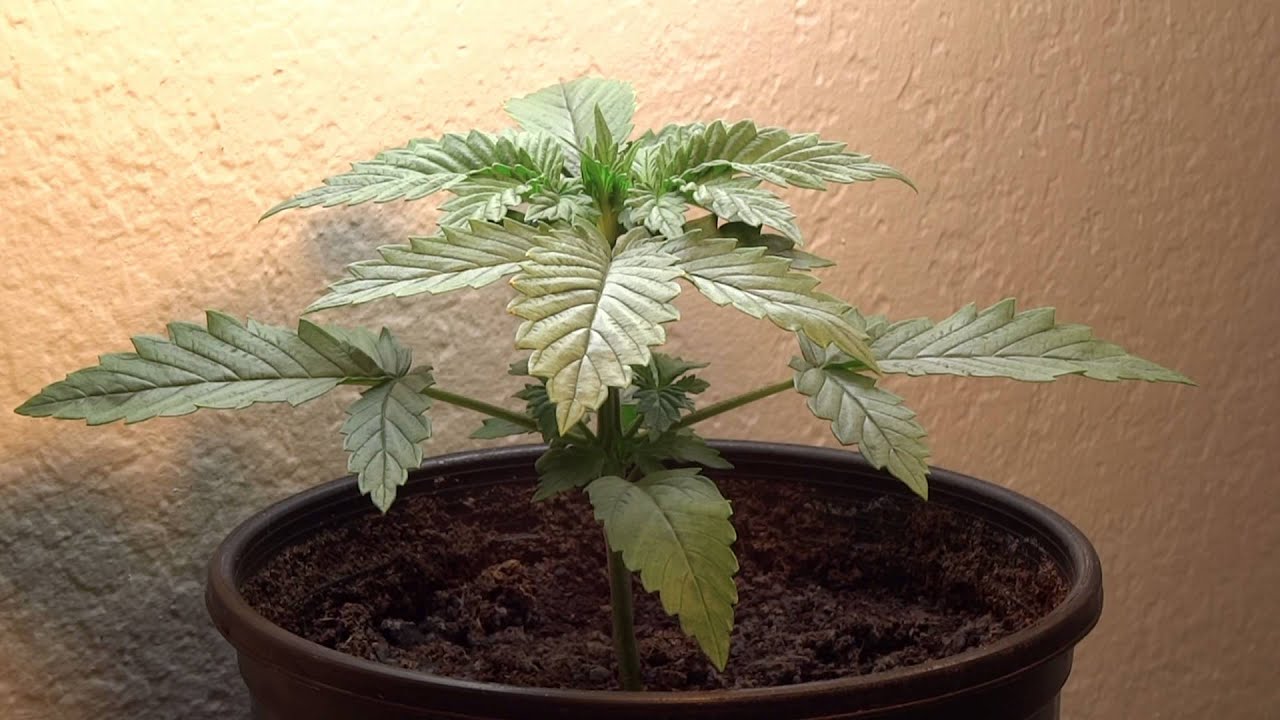 🌲CFL grow - MBK - 18 days