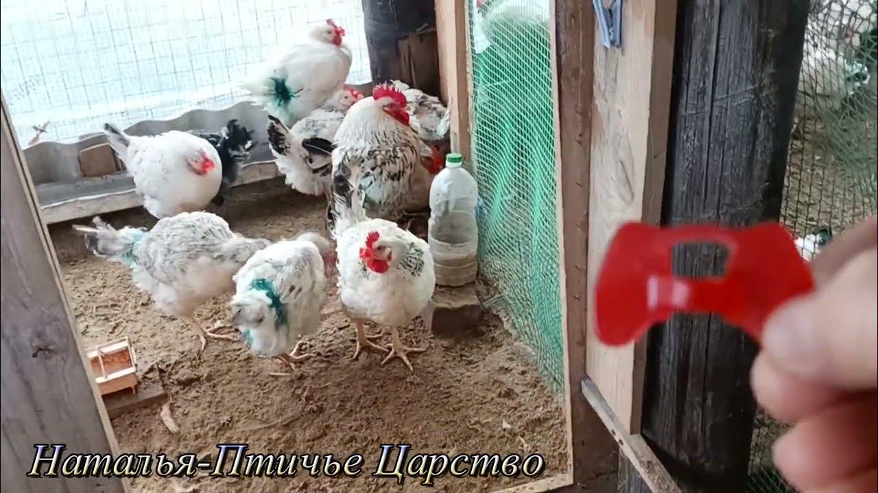 Очки для кур и как их одевать - YouTube