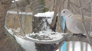 The Eurasian collared doves chase each other. Jay chases Eurasian collared doves