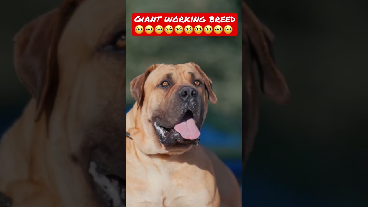 Giant Working Dog Breed ( South African Mastiff ) 😱😱😱😱