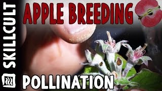 Flower to Fruit Amateur Apple Breeding Project: Pollination