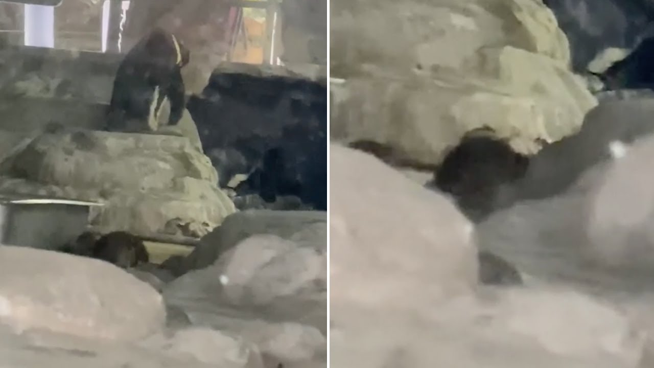 Rats Steal Penguin's Food In Zoo