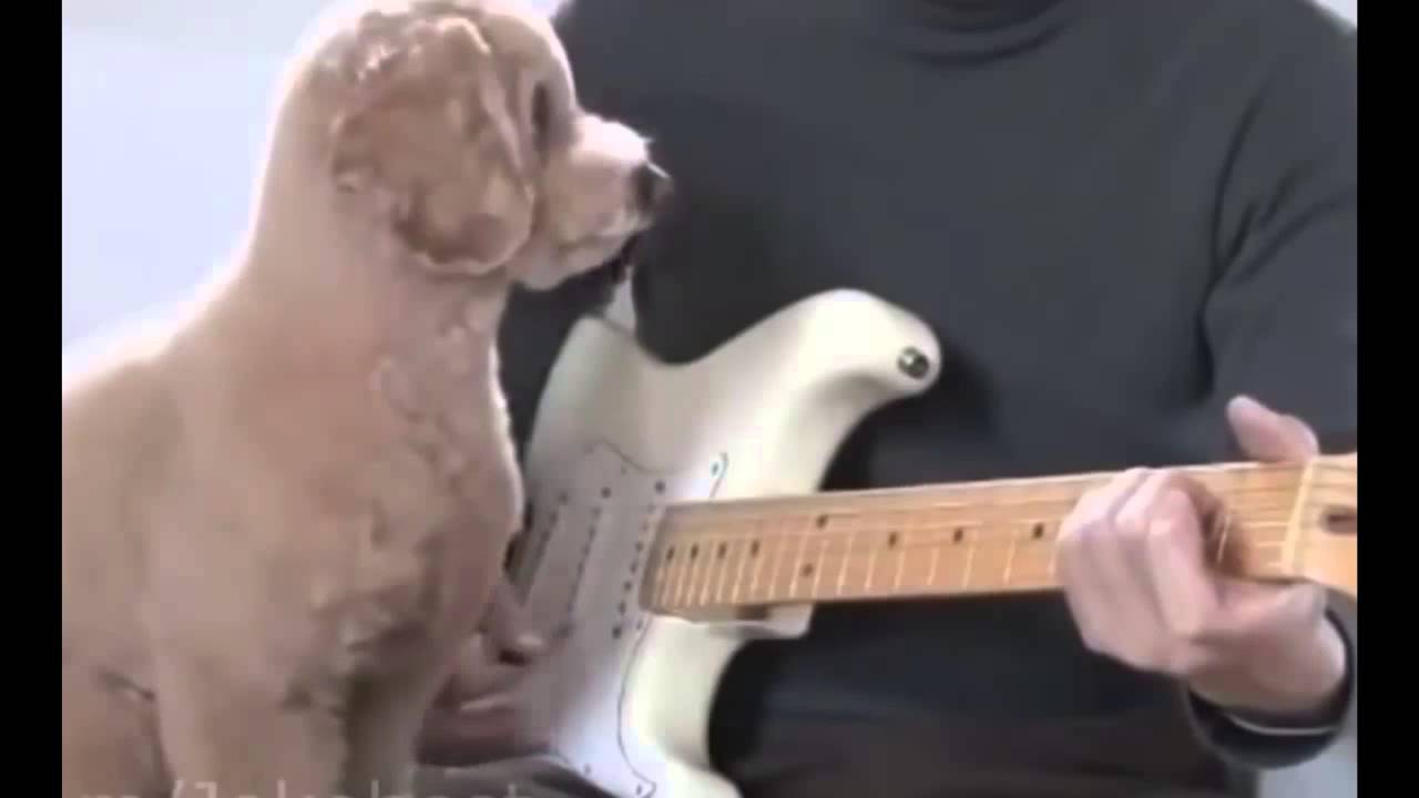 животные с гитарой. смешная гитара. видео прикол гитара. приколы про гитаристов. необычные музыкальные инструменты.