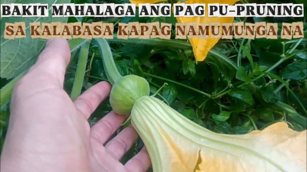 BAKIT MAHALAGA ANG PAG PU-PRUNING SA KALABASA KAPAG NAMUMUNGA NA