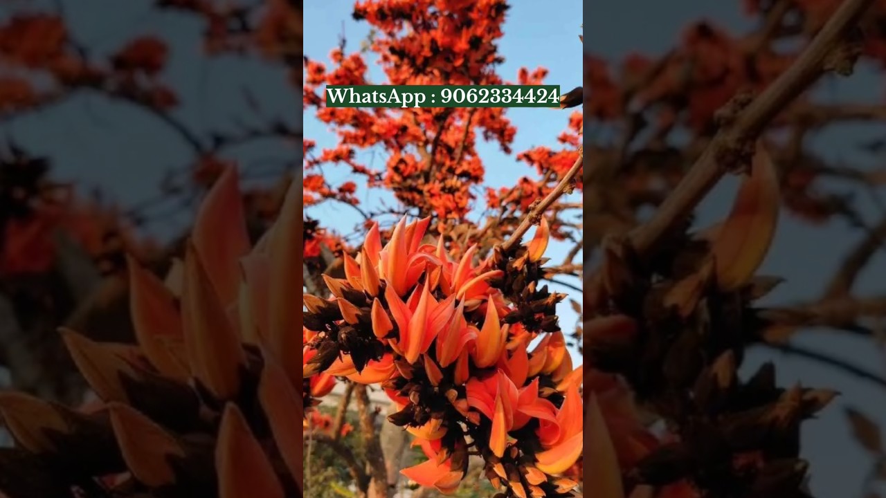 palash flower plant online sale Horticulture King kolkata nursery wholesalers and retailers