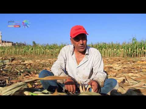 Video دوت مصر | حصاد الذرة رزق الفلاح وحمام الفقراء - youtube