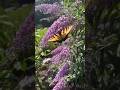 Gardening Quick Tip #15: Create a Butterfly Haven & Learn How to Care for These Magnets 🦋