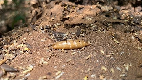 Công Ty Diệt Mối Uy Tín Chuyên Nghiệp Giá Rẻ Trên Toàn Quốc