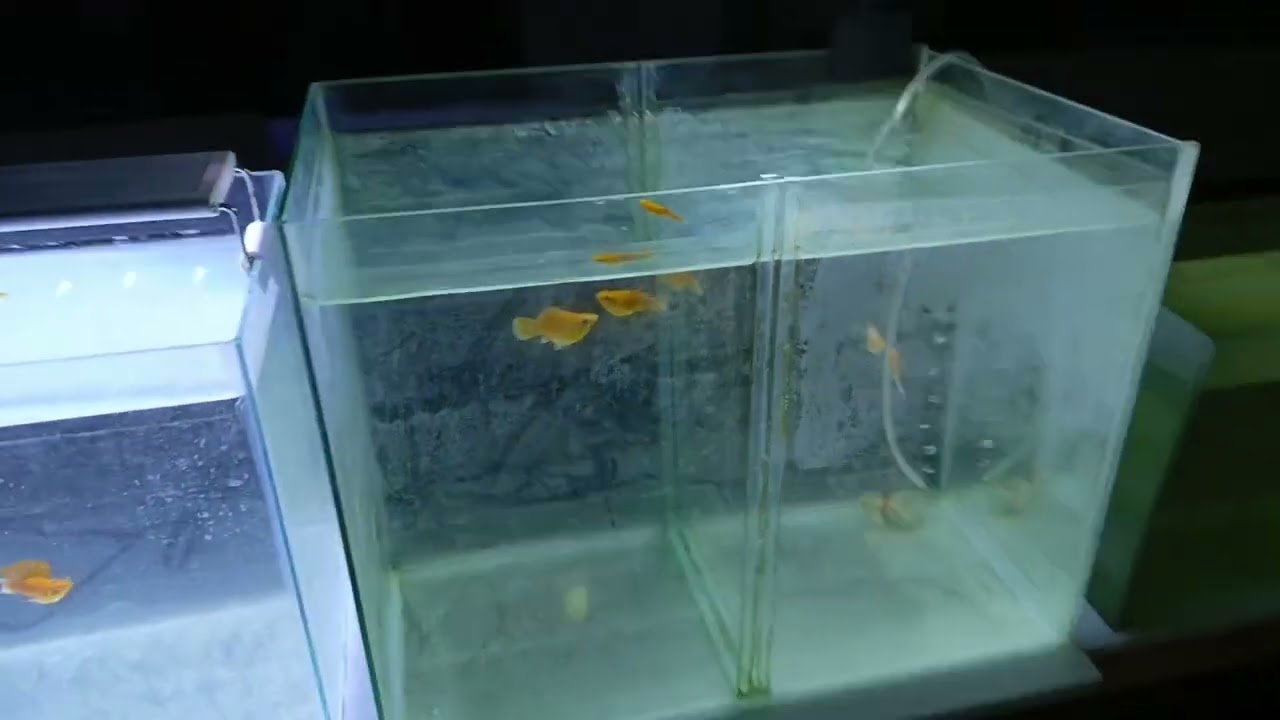 Good evening mga ka keepers update lang Ngayon jun 11,2025 sobrang dami natin fry ng  gbt blue tail