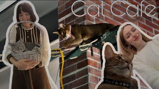 ♥ уютный обзор на котокафе «Котико» ♥